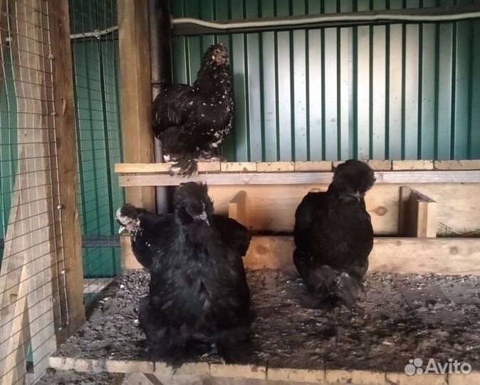 Продаю цесарок, декоративных и черных петухов