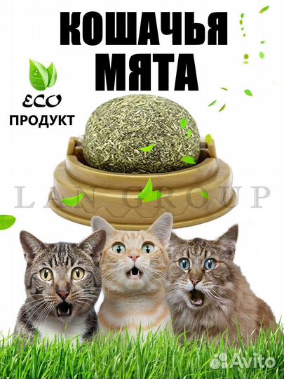 Кошачья мята