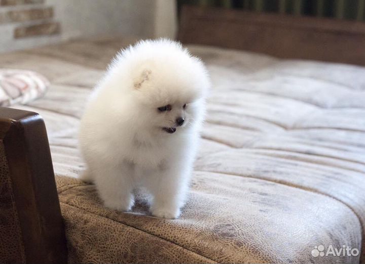 Щенки померанского шпица медвежьего типа