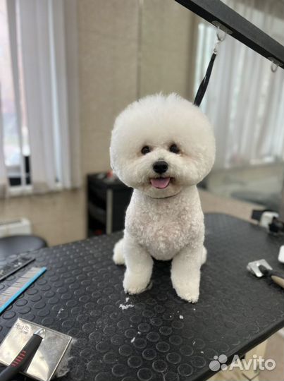 Стрижка животных