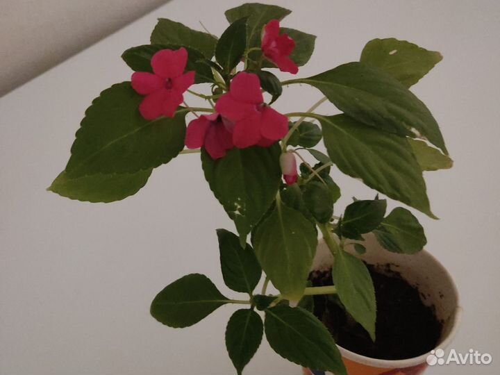 Бальзамин розовый