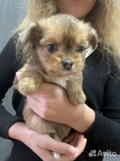 Чорки малыши