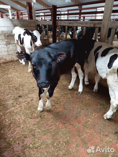 Телята бычки, телочки, коровы, нетеля