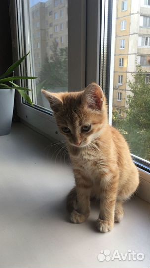 Отдам котенка в добрые руки