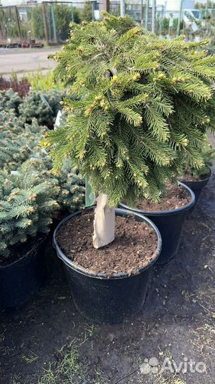 Ель Форманек на штамбе