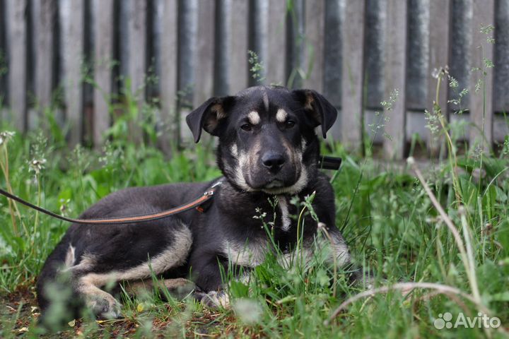 Красавец в добрые руки