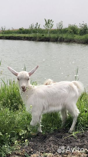 Зааненские козочки