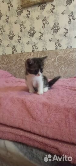 Кошка в добрые руки