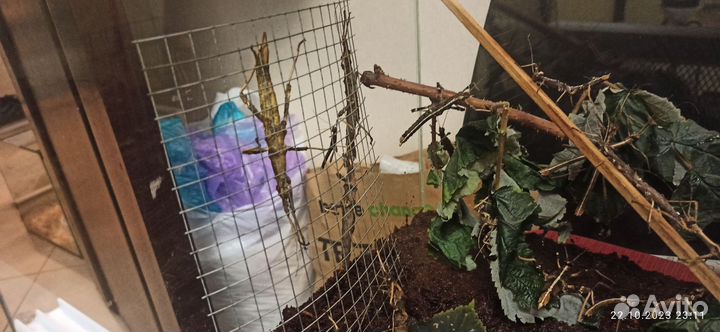 Палочник неожиданный