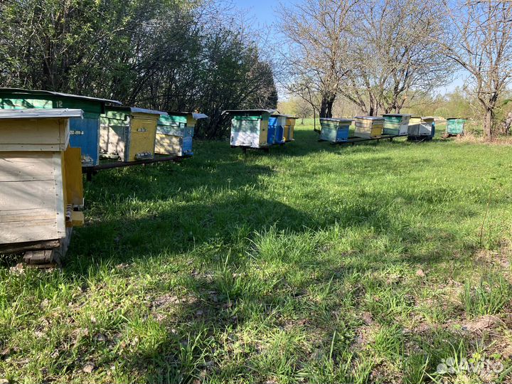 Пчёлы с ульями