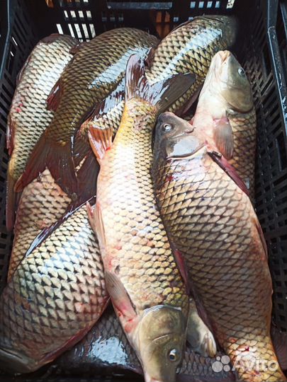 Переработка рыбы