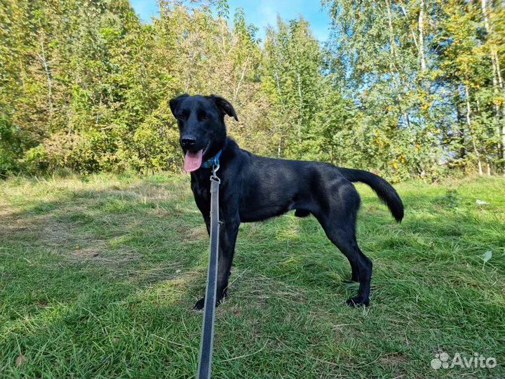 Красавец-пёс из приюта ищет дом