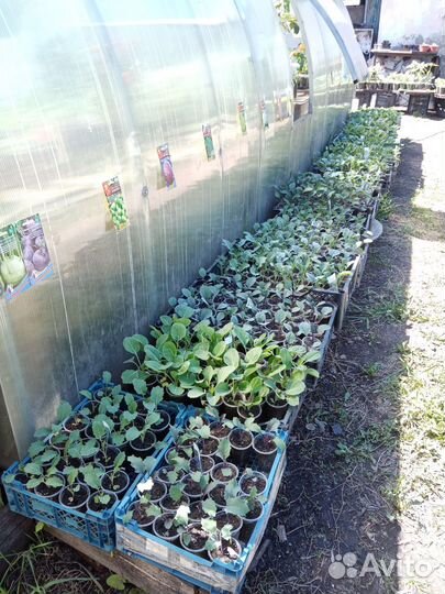 Капуста рассада