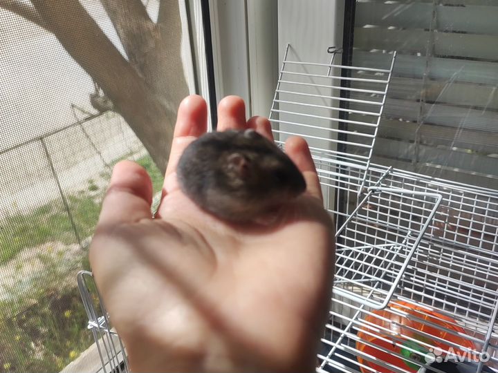 Хомяк с клеткой