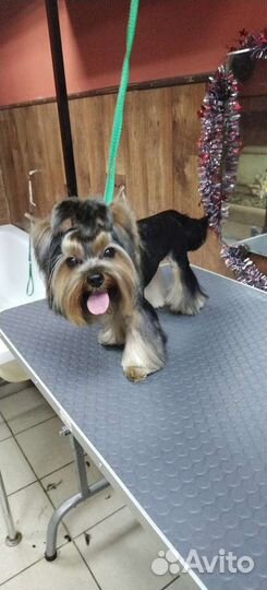 Стрижка собак и кошек