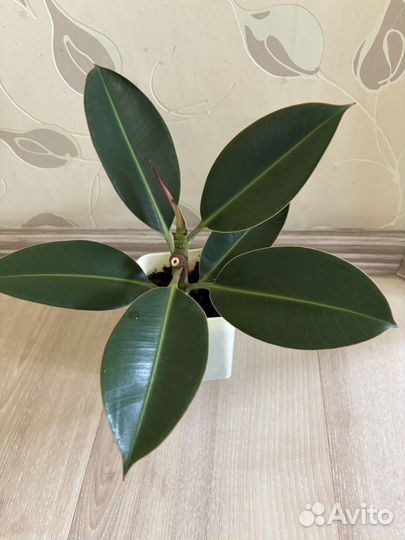 Фикус (Ficus elastica Robusta)