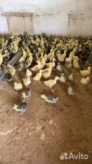 Продажа птицы