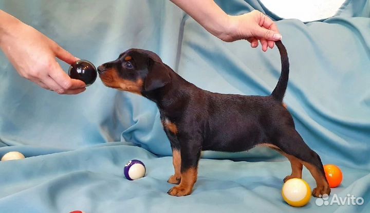 Щенок пинчер