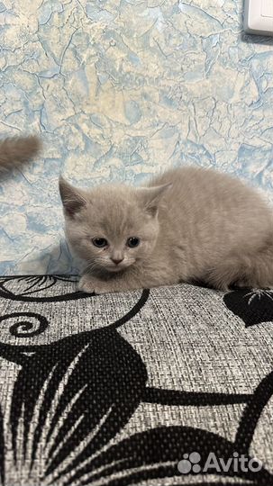 Британские котята