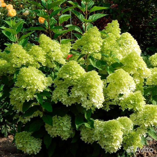 Гортензия PAN