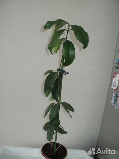 Акокантера взрослая