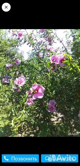 Декоративные растения для сада