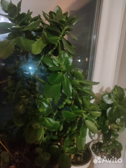 Комнатные цветы каланхоэ