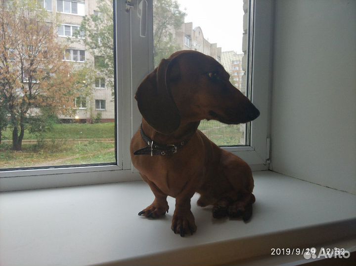 Кобель для вязки
