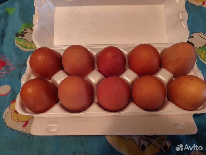 Домашние куриные яйца