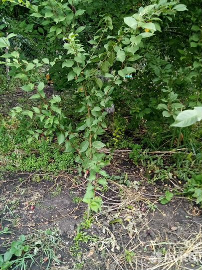 Саженцы алычи