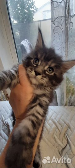 Мейн кун сын Чемпиона