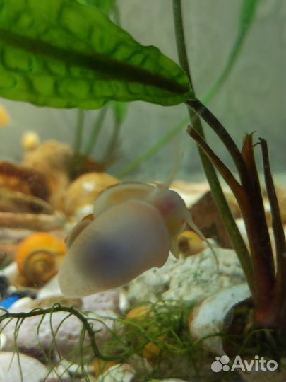 Улитки аквариумные ампулярии