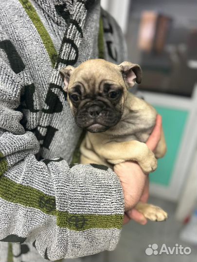 Французский бульдог