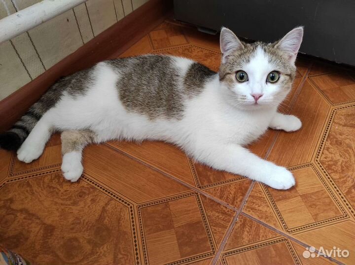 Молодой котик (6 м-в) в дар бесплатно