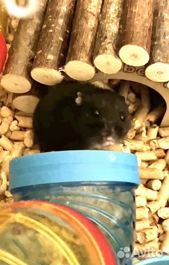 Хомяк с клеткой