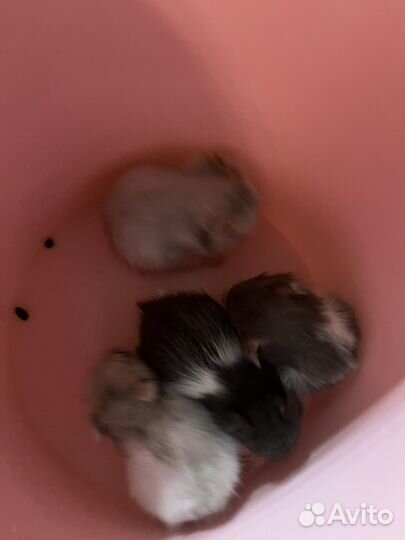 Сирийский хомяк малыши