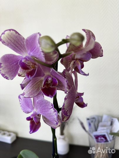Орхидея фаленопсис Пират Пикотти отцвет