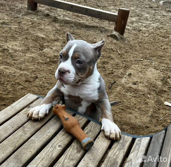 Ам.Булли Щеночки