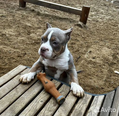 Ам.Булли Щеночки