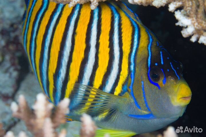 Рыбка Ангел Диакантус