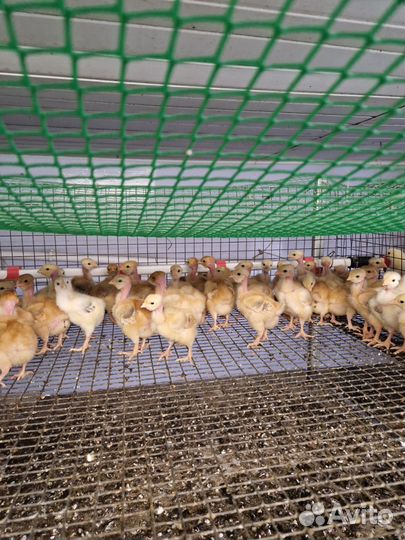 Цыплята бройлер,простые. гусята, утята.индюшата