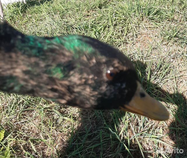 Селезеннь тульской подсадной, дляохоты