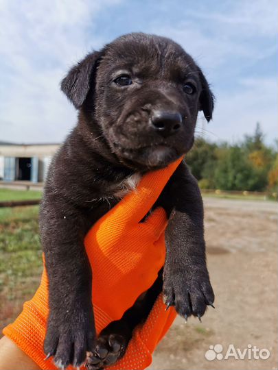 Щенки в добрые руки