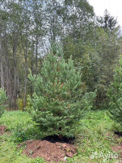 Живые ели и сосны 2 метра