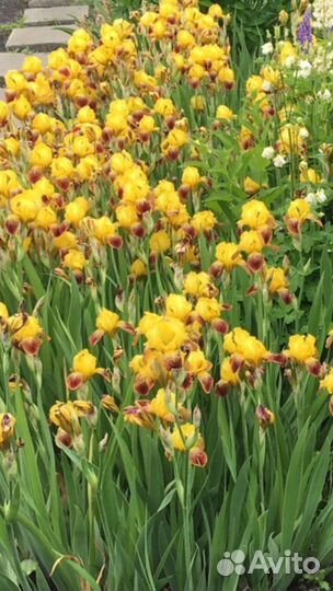 Ирис сибирский ирис злаковидный (разные сорта)
