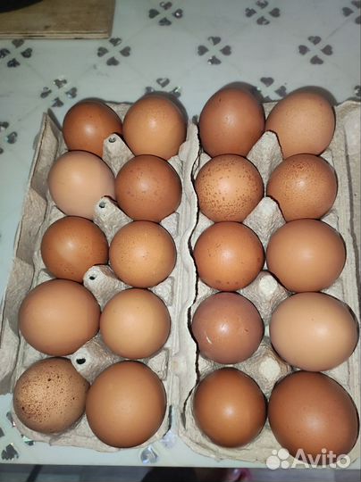 Куры несушки ломан браун