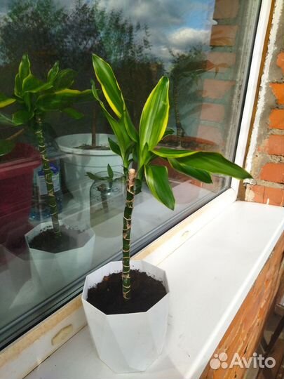 Пальма юкка