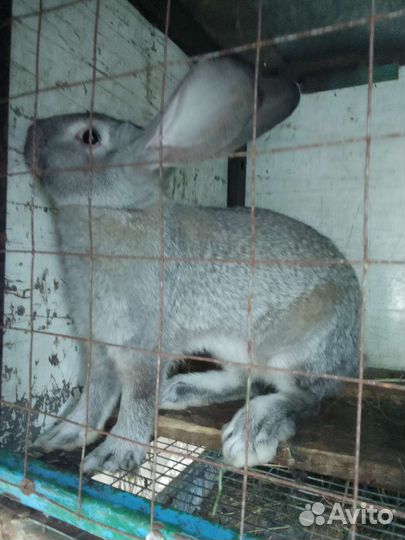 Кролик