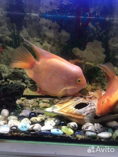 Аквариумные рыбки цихлиды