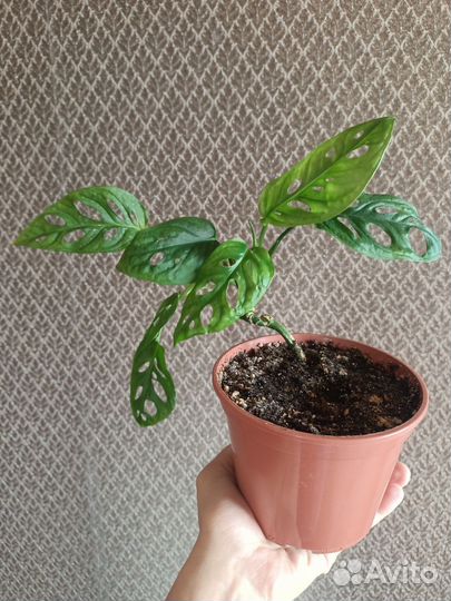 Монстера адансона